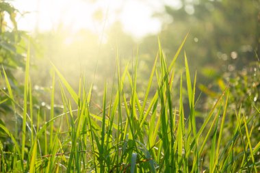 Taze ve Relax Yeşil Bahar Çim Arka Plan Sabah Altında 