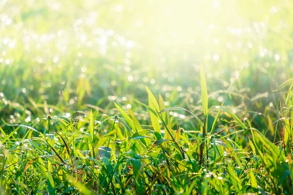 Fresh and Relax Green Spring Grass Background Under the Morning.