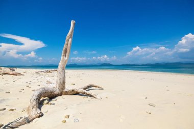 Güzel Sunny Beach Soyut Doğa Ölü Kuru Ağaç