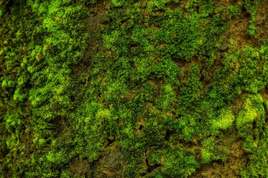 Ağaç Doku Arka Plan Yeşil ve Taze Yosun Makro
