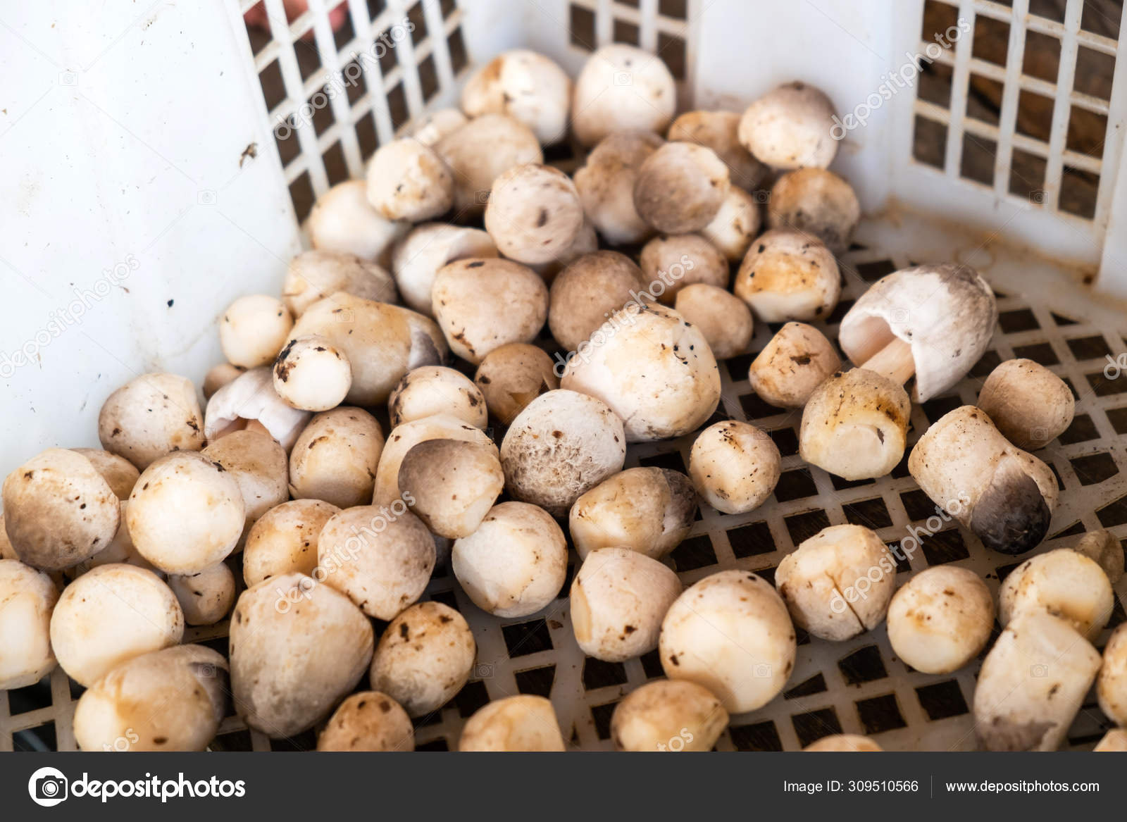 Fresh Straw Mushroom from Farm in the Plastic Basket Stock Photo by