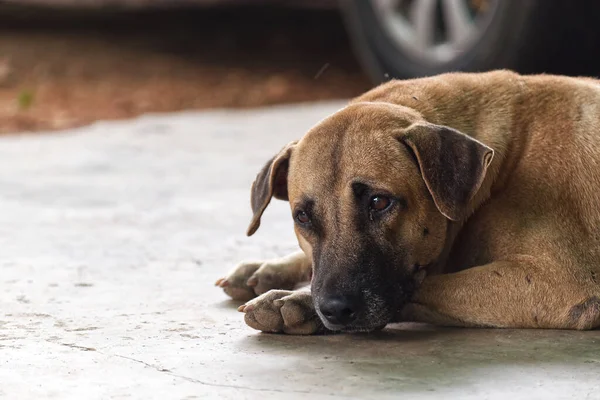 Cute Lonely Dog Lay Chão Concreto Espera Proprietário — Fotografia de Stock