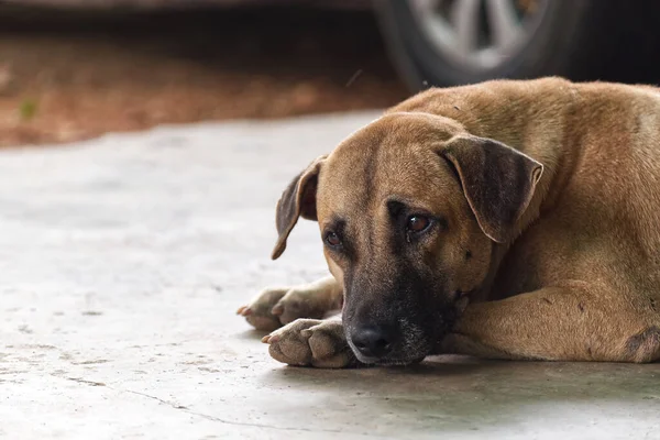 Cute Lonely Dog Lay on the Concrete Floor Waiting for the Owner.