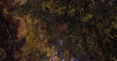 Primorsky Krai uzak doğu deniz yedekte iğne yapraklı ağaçlar üzerinde hava uçuş