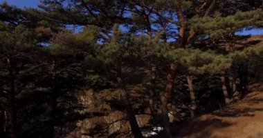 Primorsky Krai uzak doğu deniz yedekte iğne yapraklı ağaçlar üzerinde hava uçuş