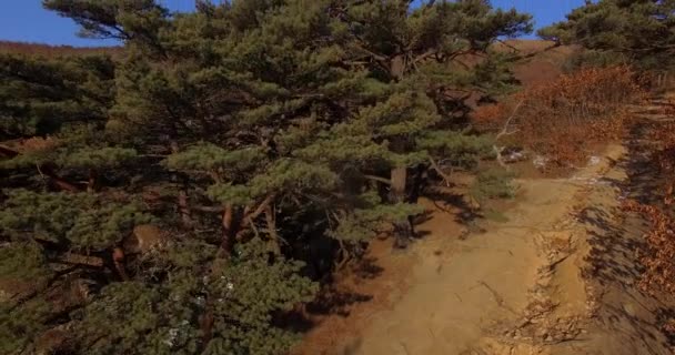 Vol aérien au-dessus de conifères dans la réserve marine de l'Extrême-Orient dans le territoire de Primorsky 