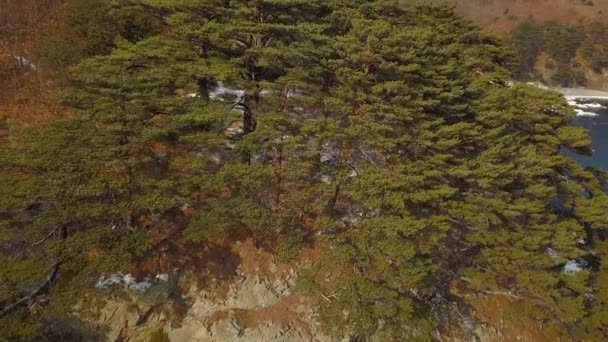 Primorsky Krai Uzak Doğu Deniz Yedekte Iğne Yapraklı Ağaçlar Üzerinde — Stok video