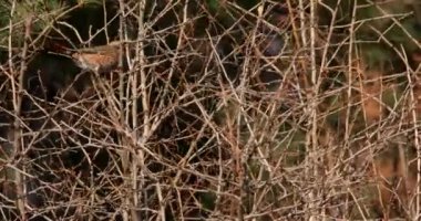 4 bir daldan dala iğne yapraklı ağaç uçan bir yabani kuş çekim k.