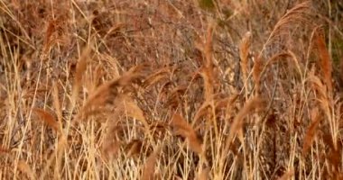 Buğday alanında olgun altın spikelets. Tahıl hasat. Çiftlik.