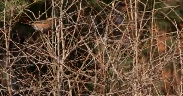 Disparar Pájaro Salvaje Que Vuela Una Rama Una Rama Árbol — Vídeos de Stock