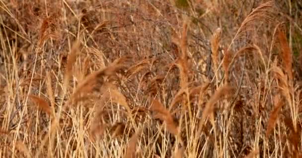 Mogen Gyllene Spikelets Vete Fältet Skörd Spannmål Gården — Stockvideo