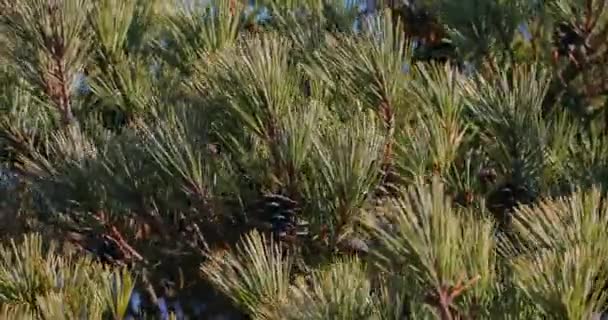 針葉樹の木 常緑の木の収穫の円錐形のコーンを撮影 — ストック動画