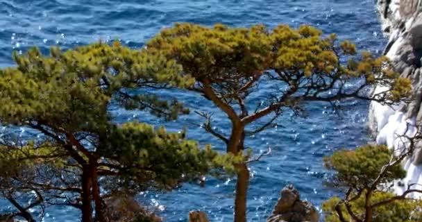 Enquête Van Coniferen Aan Een Steile Kust Het Verre Oosten — Stockvideo