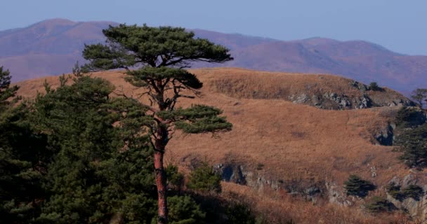 Badania Drzew Iglastych Strome Wybrzeże Dalekim Wschodzie Rezerwat Morski Regionie — Wideo stockowe