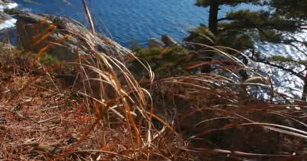 Vermessung Von Nadelbäumen Einer Steilen Meeresküste Fernöstlichen Meeresschutzgebiet Der Ursprungsregion — Stockvideo
