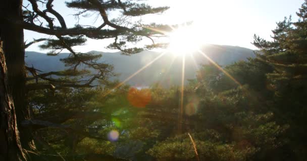 Γυρίσματα Ηλιοβασίλεμα Μέσα Από Ξερό Κίτρινο Χορτάρι Στο Δάσος Κωνοφόρων — Αρχείο Βίντεο