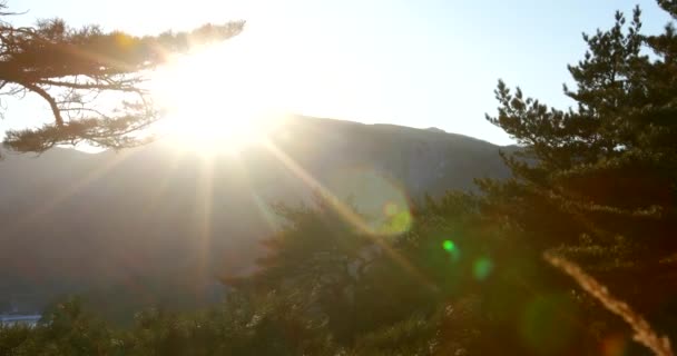 Γυρίσματα Ηλιοβασίλεμα Μέσα Από Ξερό Κίτρινο Χορτάρι Στο Δάσος Κωνοφόρων — Αρχείο Βίντεο