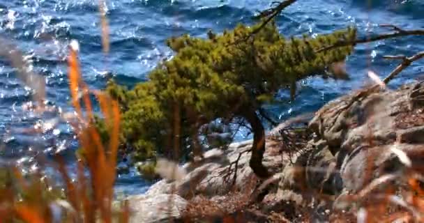 Обзор Хвойных Деревьев Крутом Берегу Моря Дальневосточном Морском Заповеднике Приморского — стоковое видео