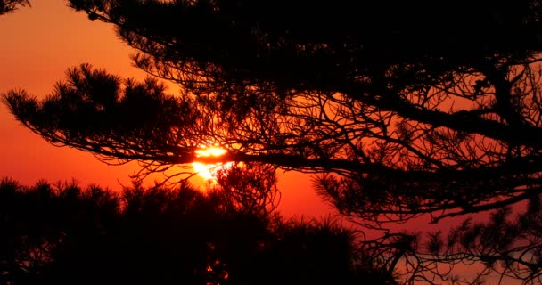 Strzelanie Wschodzącego Słońca Przez Gałęzie Drzew Iglastych Zastrzeżone Morza Regionie — Wideo stockowe