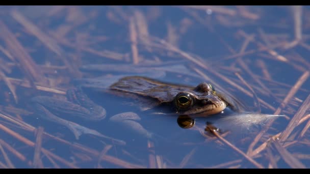 Wasserfrosch Teich — Stockvideo