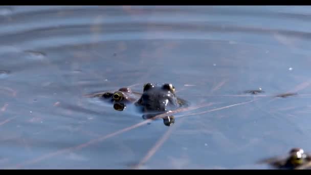 Grenouille d'eau dans un étang 