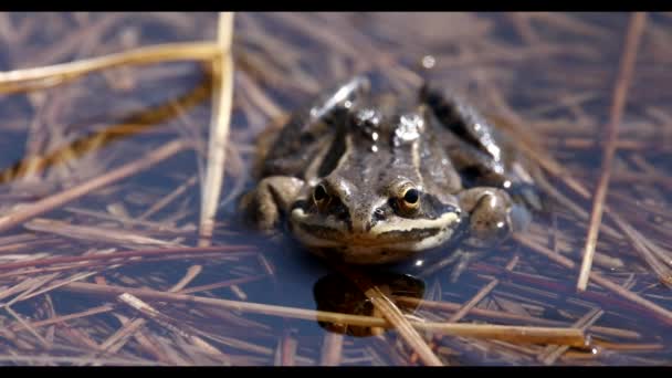 Лягушка Пруду — стоковое видео