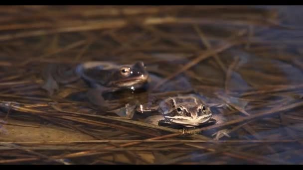 Grenouille d'eau dans un étang 