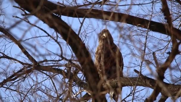 Άσπρος Παρακολουθημένου Και Άσπρος Παρακολουθημένου Αετός Είναι Κάθεται Ένα Δέντρο — Αρχείο Βίντεο