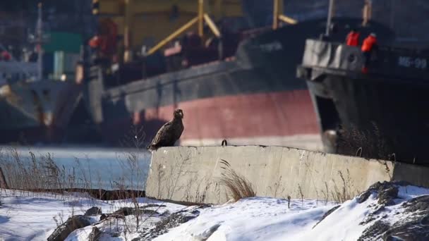 猛禽和白尾鹰在金角湾的符拉迪沃斯托克市寻找大海 — 图库视频影像