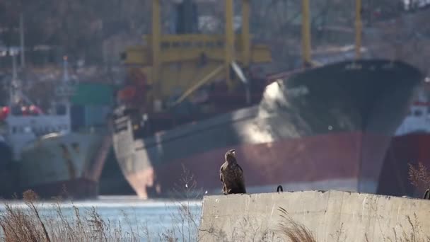 Хищные Белохвостые Орлы Охотятся Морем Владивостоке Заливе Золотой Рог — стоковое видео