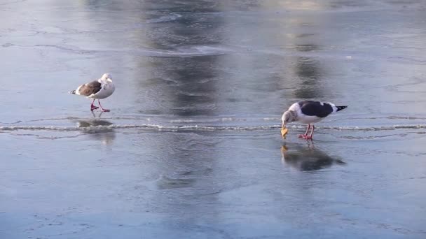 Des Goélands Affamés Mangent Des Miettes Pain Sur Glace Mer — Video