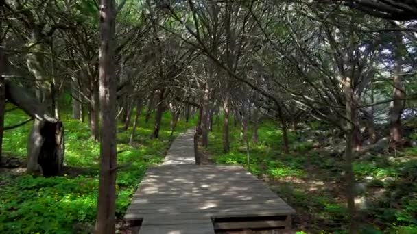 Wandel Langs Ecologische Pad Van Petrov Eiland Reserve Van Lazovsky — Stockvideo