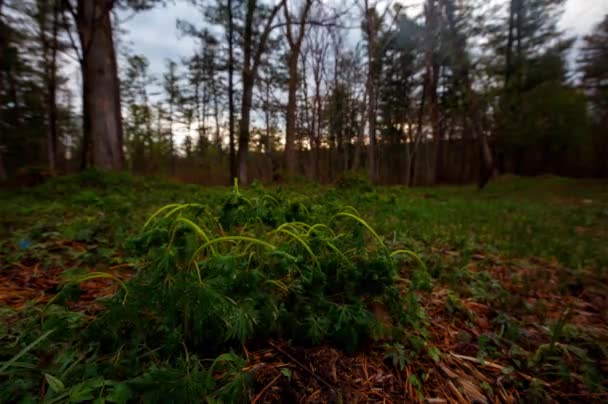 Timelapse 清晨蕨类花的摄影是滨海区符拉迪沃斯托克边疆区的遗迹植物 — 图库视频影像