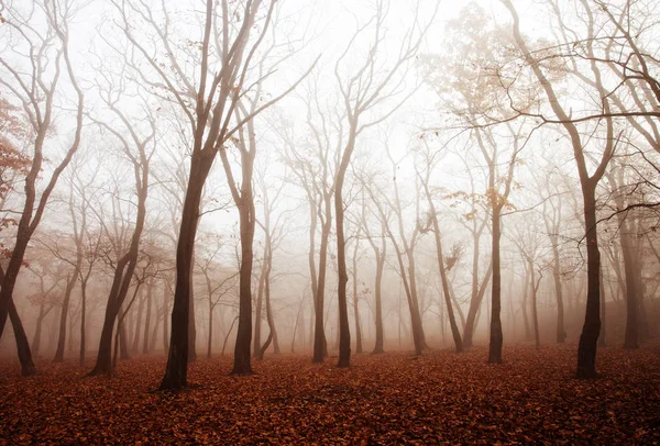 Een Dikke Mist Het Bos — Stockfoto