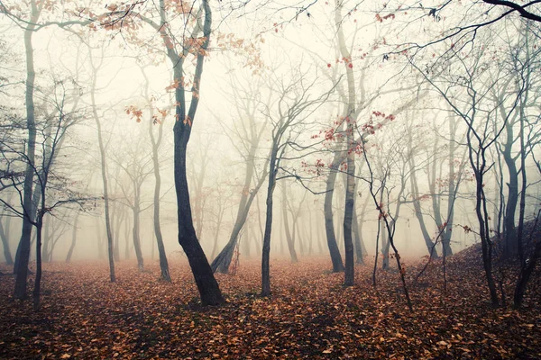 Een Dikke Mist Het Bos — Stockfoto