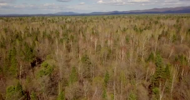 Widok Lotu Ptaka Latające Nad Piękny Słoneczny Las Drzew Anteny — Wideo stockowe