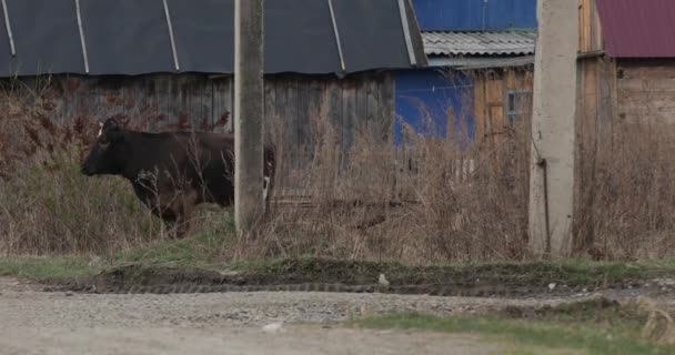 Uma Vaca Aldeia Caminha Pela Aldeia — Vídeo de Stock