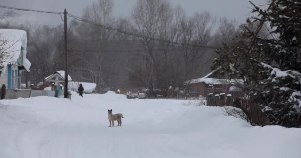 2018 Krasny Yar Primorsky Krai Uzak Köyün Kuzey Udege Kırmızı — Stok video