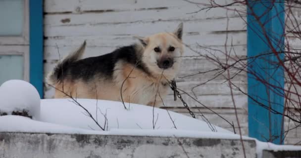 克拉斯尼村的一条乡村狗叫路人 — 图库视频影像