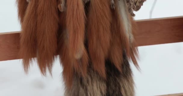 Δέρματα Από Άγρια Ζώα Αλεπού Harza Κουνάβι Ηχεία Βίδρα Στο — Αρχείο Βίντεο