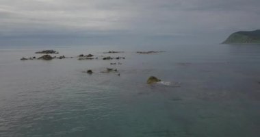 Rookery sağ Sikhote-Alin doğa rezerv, Rusya'da bir biyosfer rezervi, sahildeki mühür.