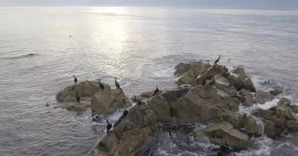 Försegla Rookery Höger Vid Vattnet Uppskattad Naturreservat Ett Biosfärområde Ryssland — Stockvideo