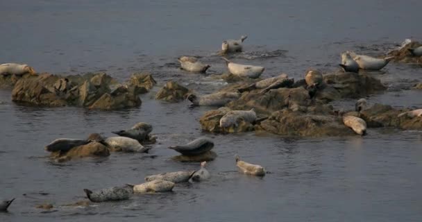 Seal Rookery Justo Paseo Marítimo Reserva Natural Sikhote Alin Una — Vídeos de Stock