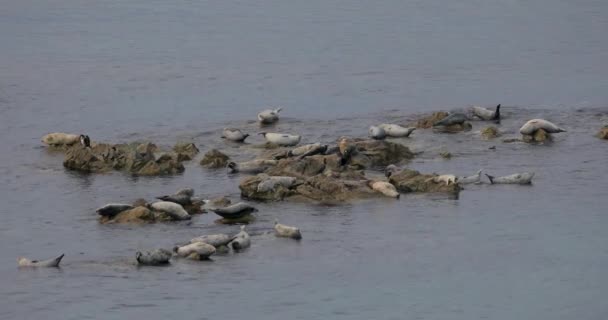 Seal Rookery Right Waterfront Sikhote Alin Nature Reserve Biosphere Reserve — Stock Video