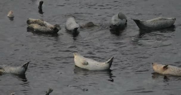 Roquerie Phoques Sur Front Mer Réserve Naturelle Sikhote Alin Une — Video