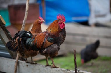 Kümes hayvanları horoz içinde çiftlik grazes