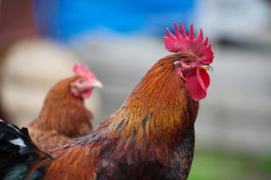 Kümes hayvanları horoz içinde çiftlik grazes