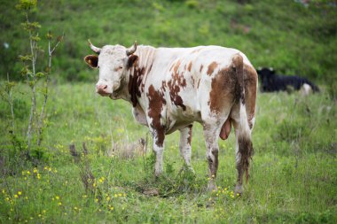 yeşil bir çayırda otlatma inek