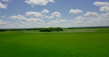 Uçuş quadcopter güneşli yaz gününde nadir ağaçlar ile ovalar üzerinde yeşil bir çayır üzerinde üzerinde