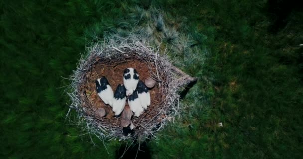 極東コウノトリ 極東の赤鼻の鳥の巣の高さからの撮影 巣で一度に コウノトリがあります — ストック動画